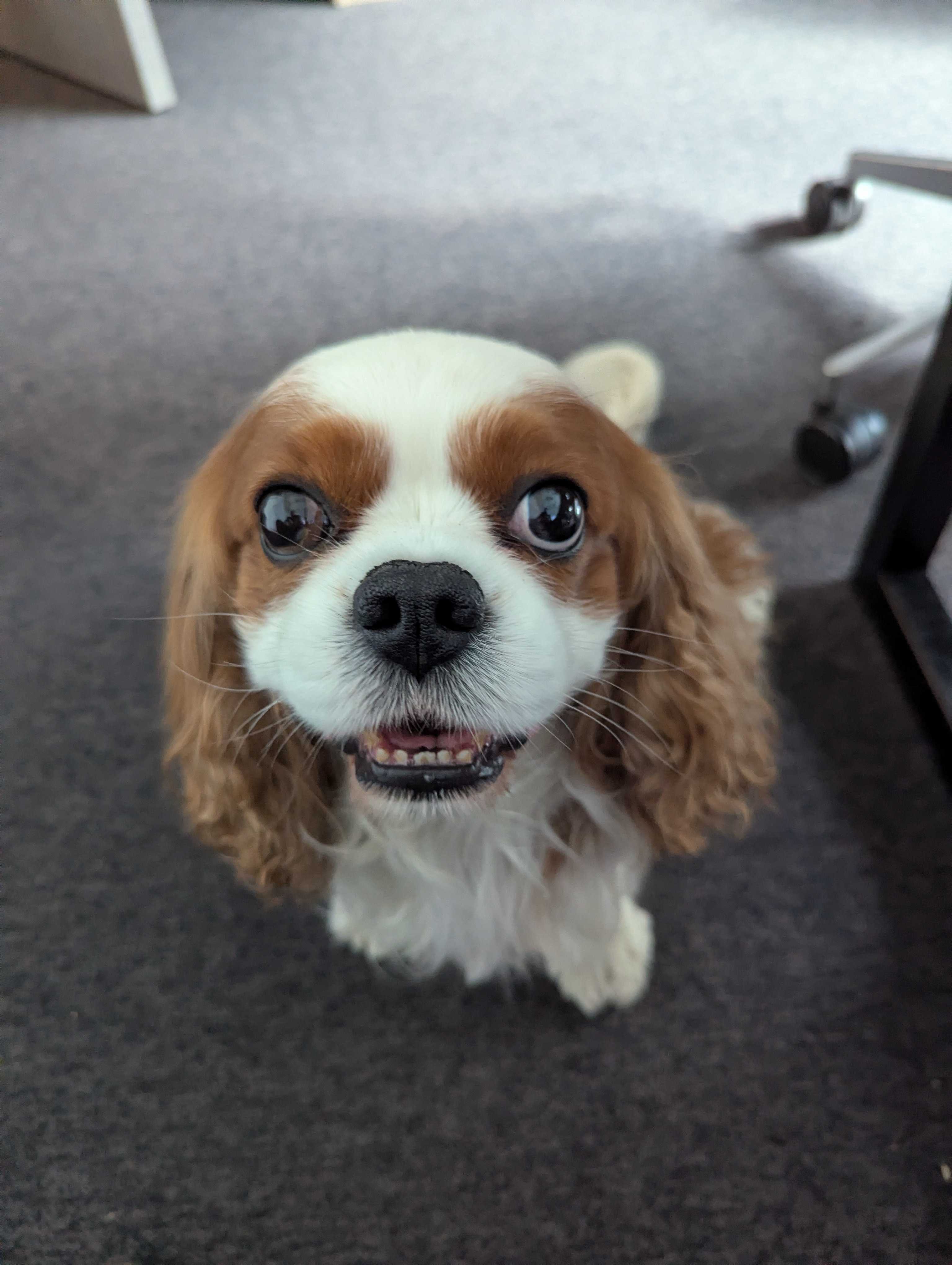 Antek, the Cavalier King Charles Spaniel and regular Digital Forms office visitor